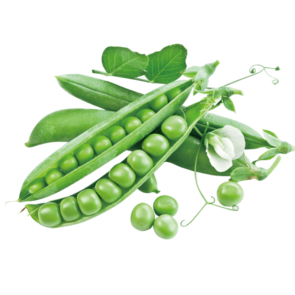 بازيليا خضرة