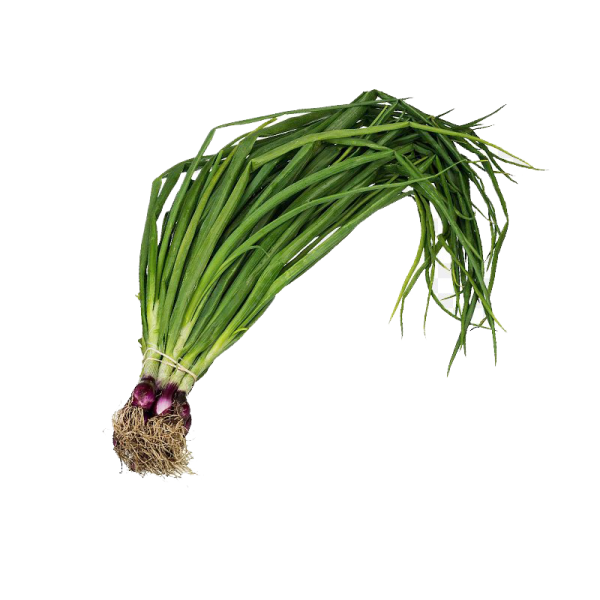 بصل أخضر