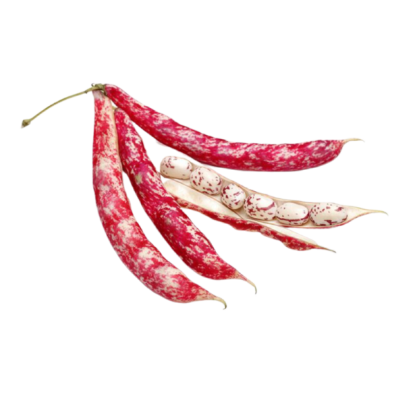 فاصوليا حمراء